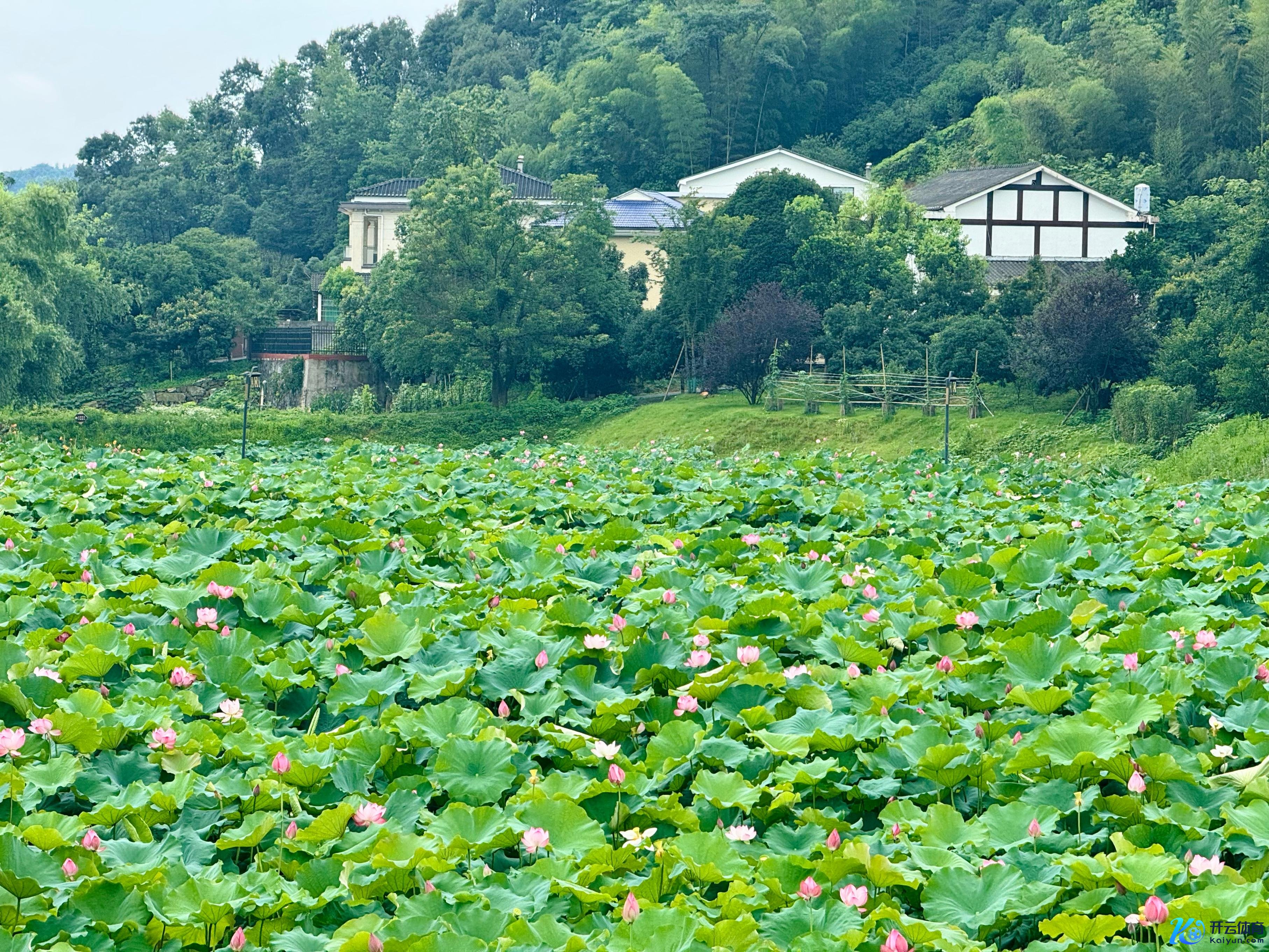 在湖南省益阳市清溪村，满池荷花竞相通达。东谈主民网记者 刘微摄