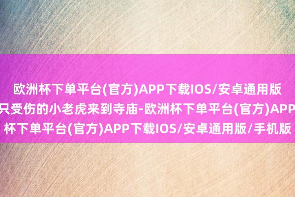 欧洲杯下单平台(官方)APP下载IOS/安卓通用版/手机版又名女子抱着一只受伤的小老虎来到寺庙-欧洲杯下单平台(官方)APP下载IOS/安卓通用版/手机版