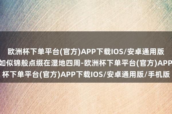 欧洲杯下单平台(官方)APP下载IOS/安卓通用版/手机版五颜六色的帐篷如似锦般点缀在湿地四周-欧洲杯下单平台(官方)APP下载IOS/安卓通用版/手机版