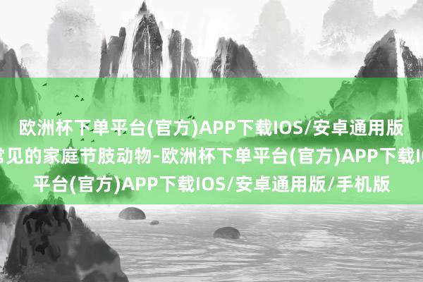 欧洲杯下单平台(官方)APP下载IOS/安卓通用版/手机版比如侧目某些常见的家庭节肢动物-欧洲杯下单平台(官方)APP下载IOS/安卓通用版/手机版