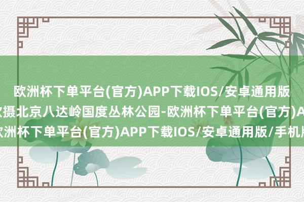 欧洲杯下单平台(官方)APP下载IOS/安卓通用版/手机版新华社记者 李欣摄北京八达岭国度丛林公园-欧洲杯下单平台(官方)APP下载IOS/安卓通用版/手机版