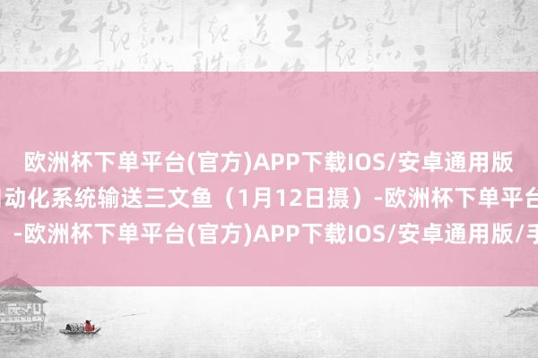 欧洲杯下单平台(官方)APP下载IOS/安卓通用版/手机版滋生工船上的自动化系统输送三文鱼（1月12日摄）-欧洲杯下单平台(官方)APP下载IOS/安卓通用版/手机版