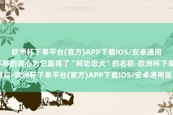 欧洲杯下单平台(官方)APP下载IOS/安卓通用版/手机版这只狗鉴定不移的衷心为它赢得了“呵叻忠犬”的名称-欧洲杯下单平台(官方)APP下载IOS/安卓通用版/手机版